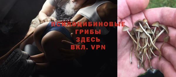 ГАЛЛЮЦИНОГЕННЫЕ ГРИБЫ Верея